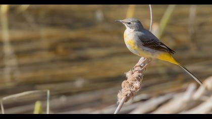 Dağ kuyruksallayanı