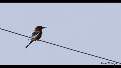 İzmir yalıçapkını