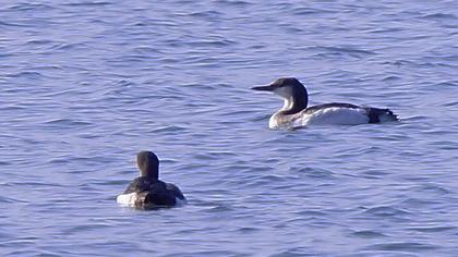 Karagerdanlı dalgıç