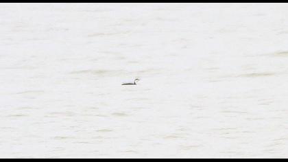 Kızılgerdanlı dalgıç