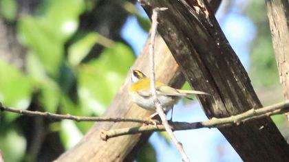 Sürmeli çalıkuşu