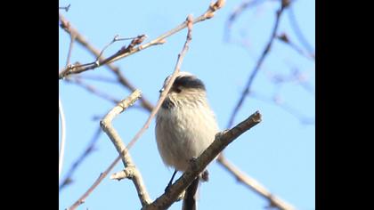 Uzunkuyruklu baştankara