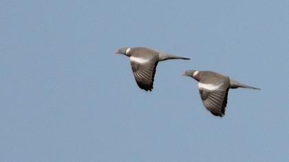 Common Wood Pigeon