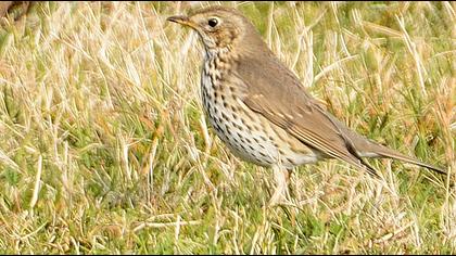 Song Thrush