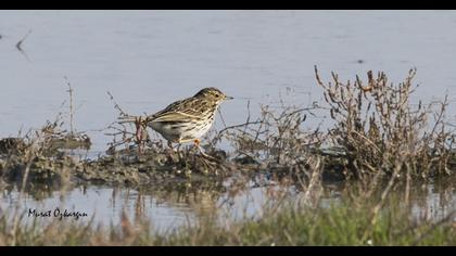 Meadow Pipit