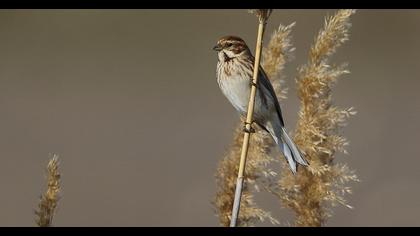 Bataklık Kirazkuşu