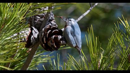 Krüper`s Nuthatch