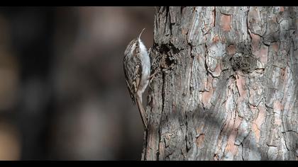 Short-toed Treecreeper