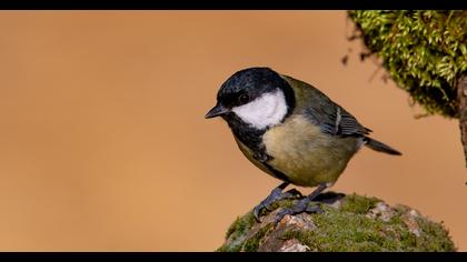 Great Tit