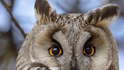 Kulaklı orman baykuşu