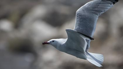 Audouin`s Gull