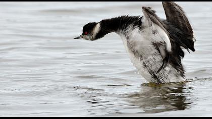 Karaboyunlu batağan