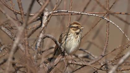 Bataklık Kirazkuşu