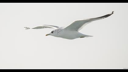 Küçük gümüş martı