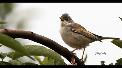 Akgerdanlı ötleğen