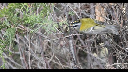 Sürmeli çalıkuşu