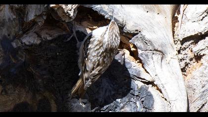 Bahçe tırmaşıkkuşu