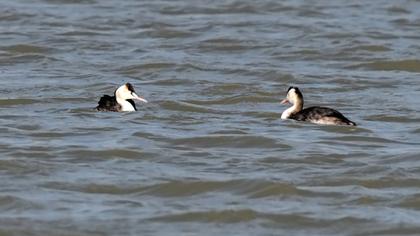 Great Crested Grebe