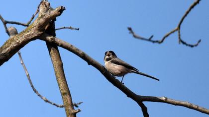 Long-tailed Tit