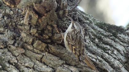 Bahçe tırmaşıkkuşu