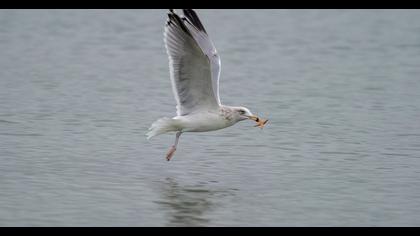Kuzey gümüş martı