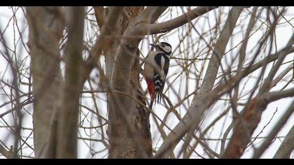 Orman alaca ağaçkakanı