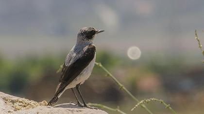 Northern Wheatear