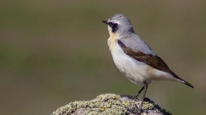 Northern Wheatear