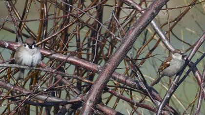 Eurasian Tree Sparrow