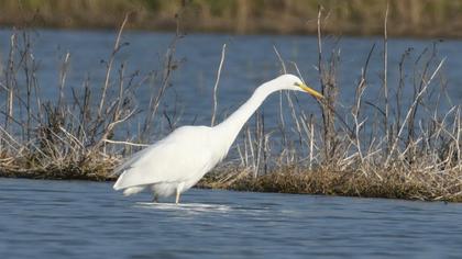 Büyük ak balıkçıl