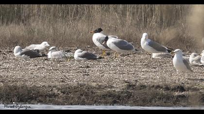 Büyük karabaş martı