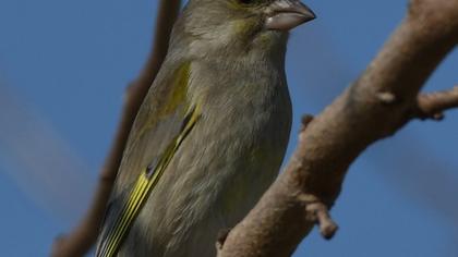 European Greenfinch
