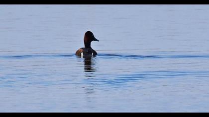 Ferruginous Duck