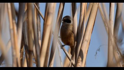 Eurasian Penduline Tit