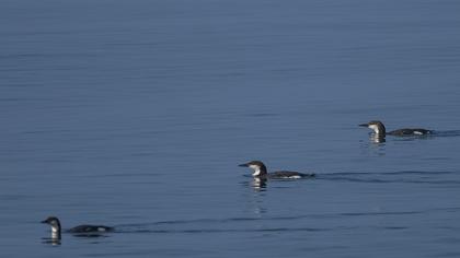 Karagerdanlı dalgıç