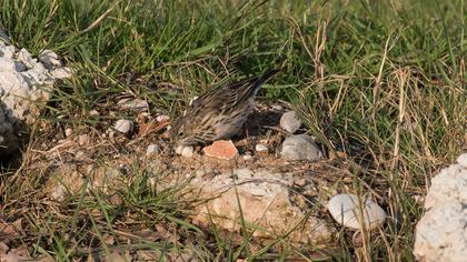 Meadow Pipit