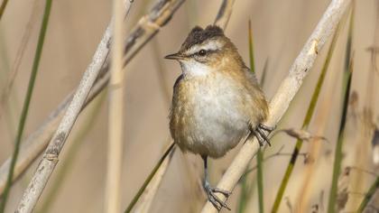 Bıyıklı kamışçın