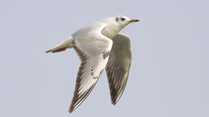 Black-headed Gull