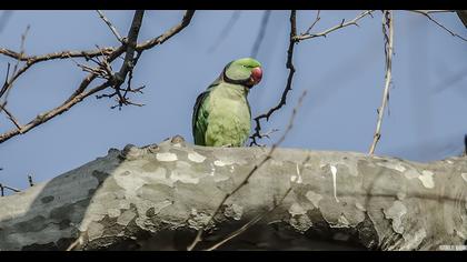 İskender papağanı