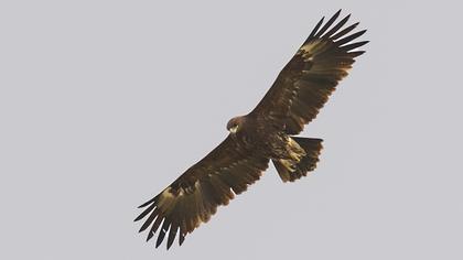 Büyük orman kartalı