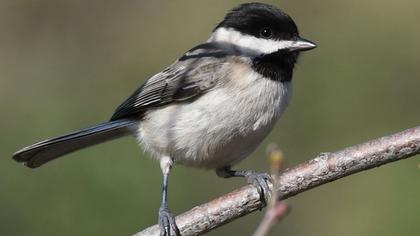 Akyanaklı baştankara