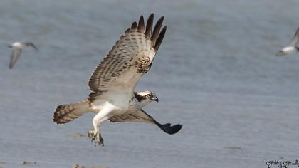 Western Osprey