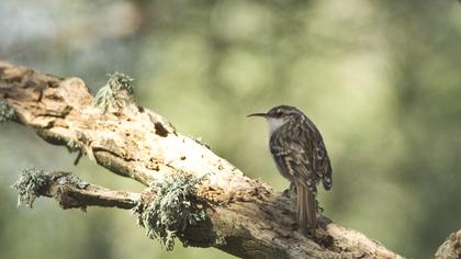 Bahçe tırmaşıkkuşu