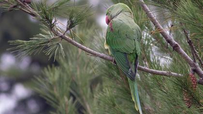Alexandrine Parakeet