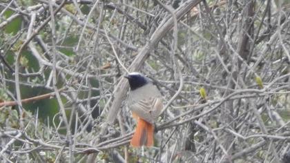 Common Redstart