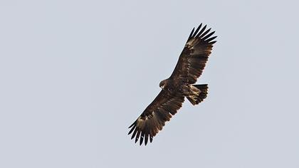 Büyük orman kartalı