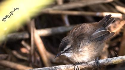 Bıyıklı kamışçın