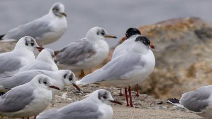 Mediterranean Gull
