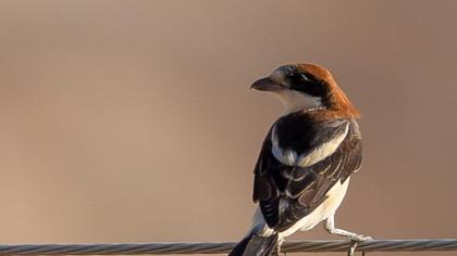 Woodchat Shrike