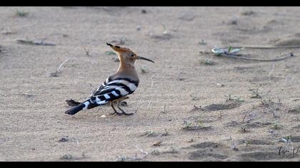 Eurasian Hoopoe